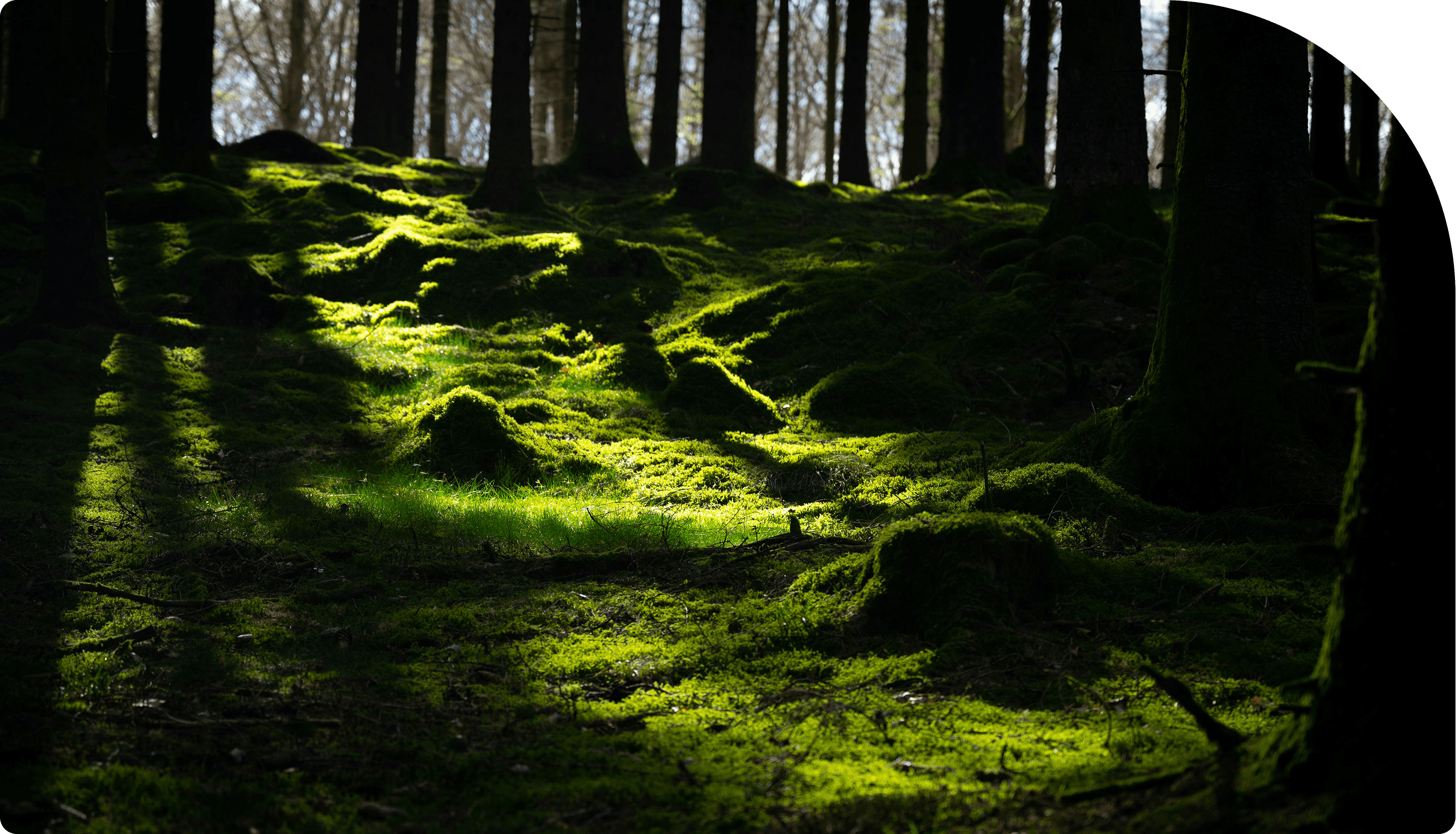 A image of a forest with half of the picture emphasising on the lushness of the untouched mossy forest flow